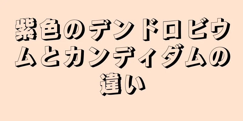 紫色のデンドロビウムとカンディダムの違い