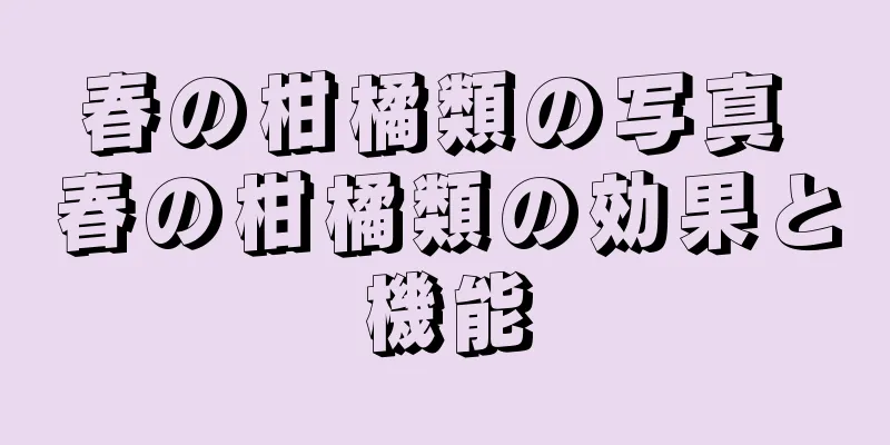 春の柑橘類の写真 春の柑橘類の効果と機能