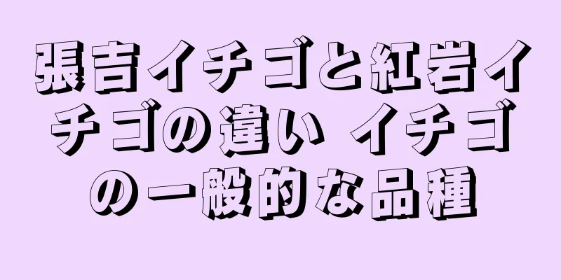 張吉イチゴと紅岩イチゴの違い イチゴの一般的な品種