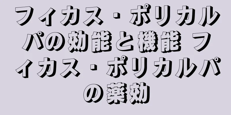 フィカス・ポリカルパの効能と機能 フィカス・ポリカルパの薬効