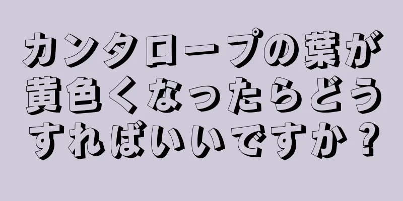 カンタロープの葉が黄色くなったらどうすればいいですか？