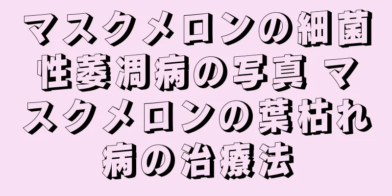 マスクメロンの細菌性萎凋病の写真 マスクメロンの葉枯れ病の治療法