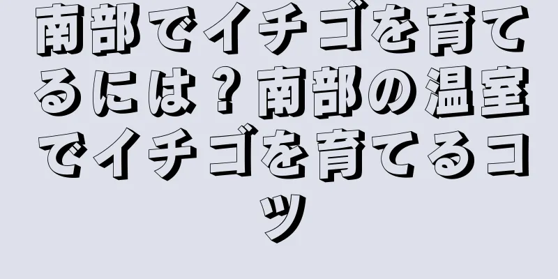 南部でイチゴを育てるには？南部の温室でイチゴを育てるコツ