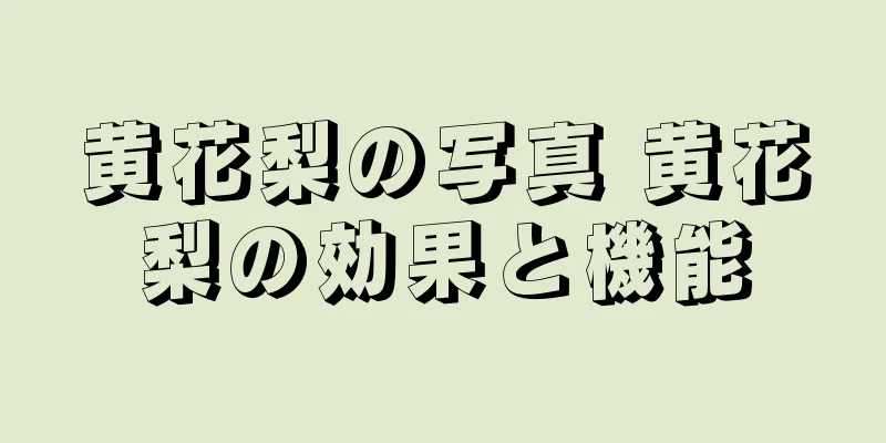 黄花梨の写真 黄花梨の効果と機能