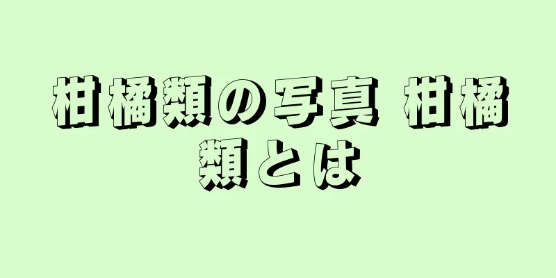 柑橘類の写真 柑橘類とは