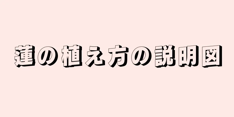 蓮の植え方の説明図