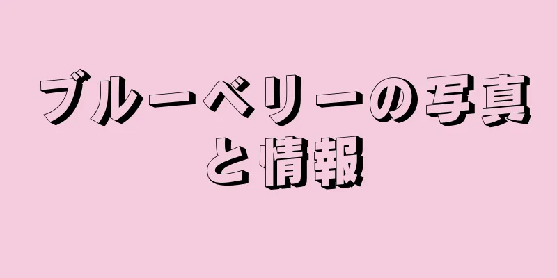 ブルーベリーの写真と情報