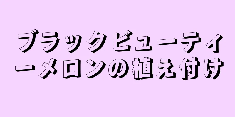 ブラックビューティーメロンの植え付け