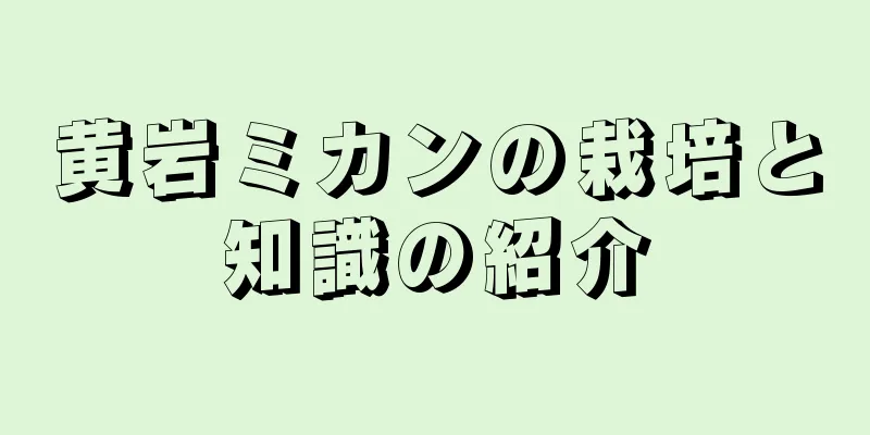 黄岩ミカンの栽培と知識の紹介