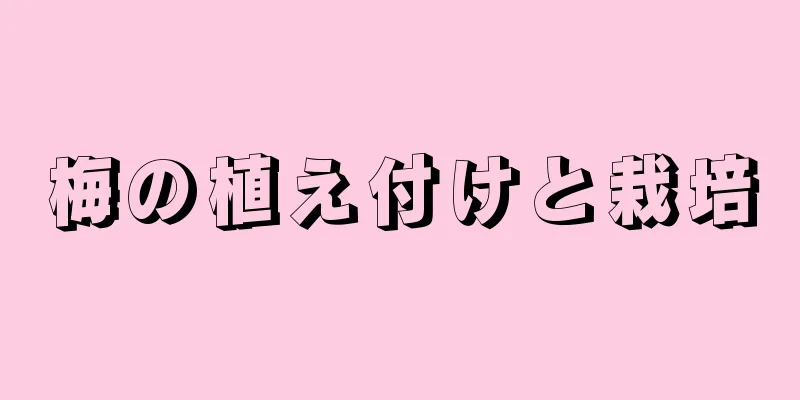 梅の植え付けと栽培