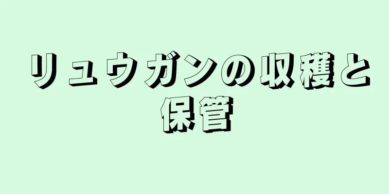 リュウガンの収穫と保管