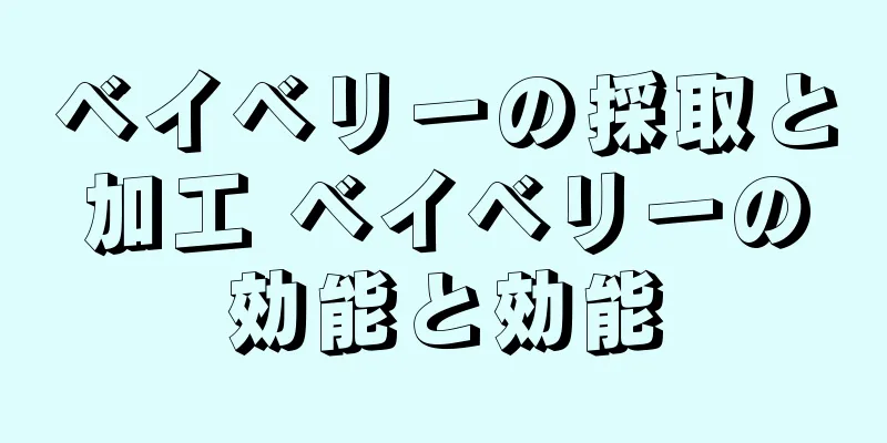 ベイベリーの採取と加工 ベイベリーの効能と効能