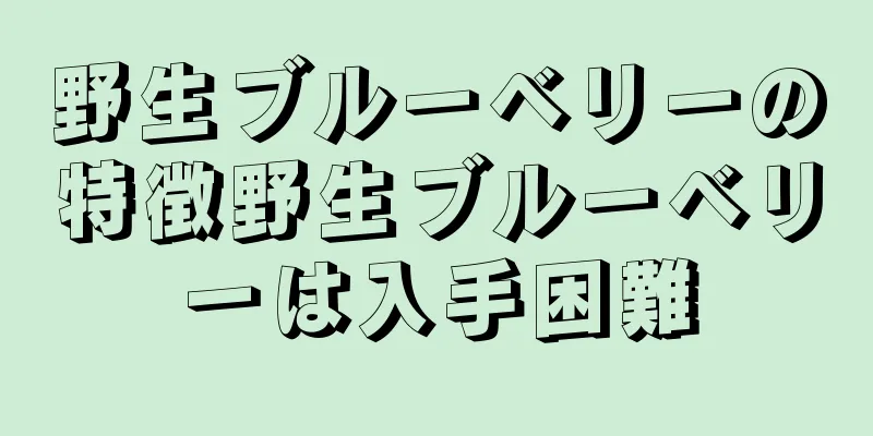 野生ブルーベリーの特徴野生ブルーベリーは入手困難
