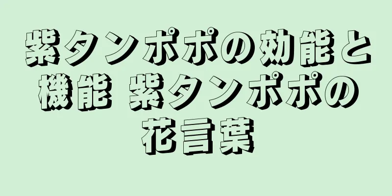紫タンポポの効能と機能 紫タンポポの花言葉