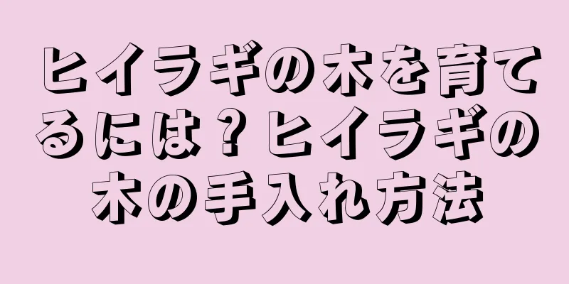 ヒイラギの木を育てるには？ヒイラギの木の手入れ方法