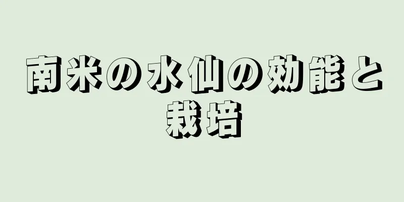 南米の水仙の効能と栽培
