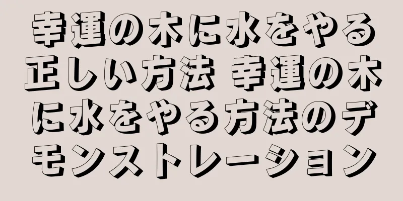 幸運の木に水をやる正しい方法 幸運の木に水をやる方法のデモンストレーション