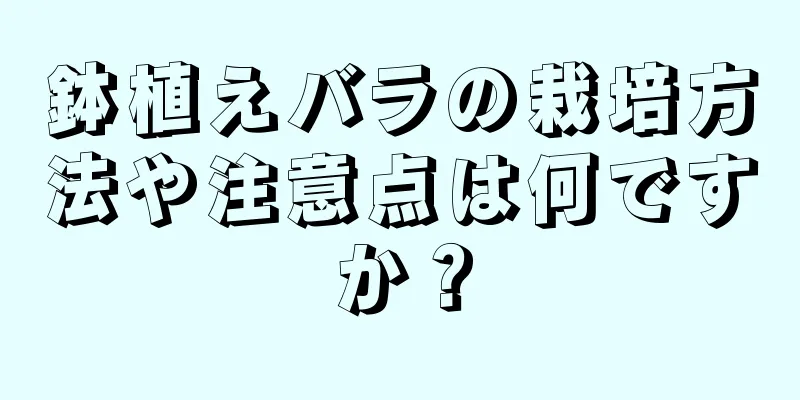 鉢植えバラの栽培方法や注意点は何ですか？
