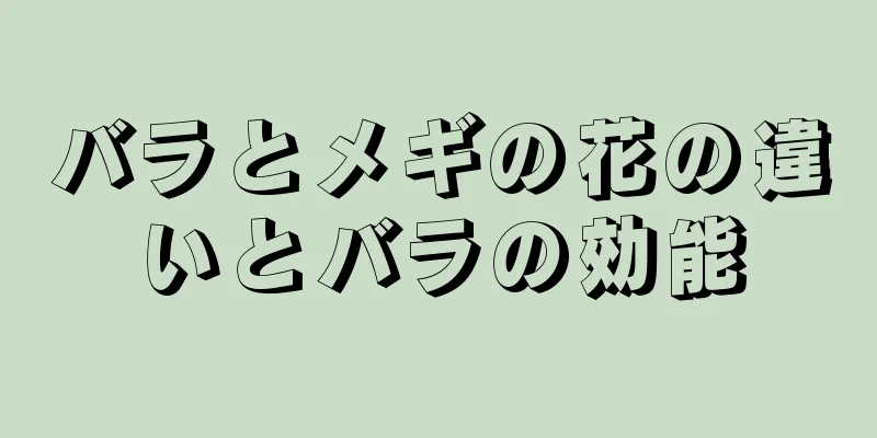 バラとメギの花の違いとバラの効能