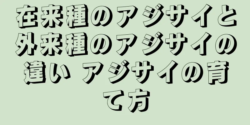 在来種のアジサイと外来種のアジサイの違い アジサイの育て方