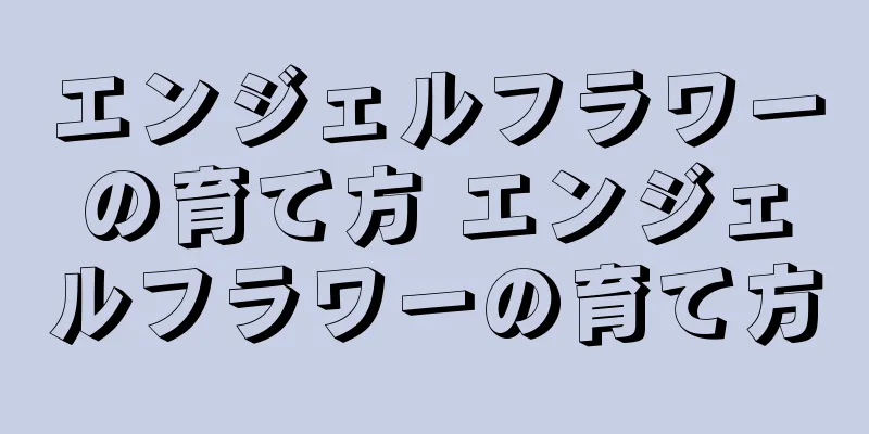 エンジェルフラワーの育て方 エンジェルフラワーの育て方