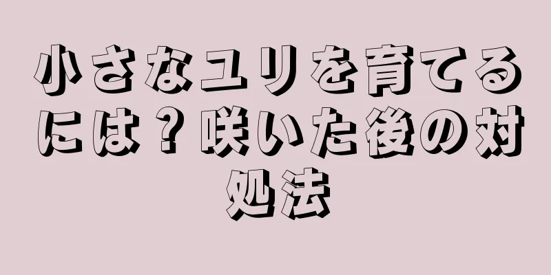 小さなユリを育てるには？咲いた後の対処法