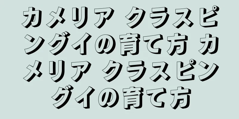 カメリア クラスピングイの育て方 カメリア クラスピングイの育て方