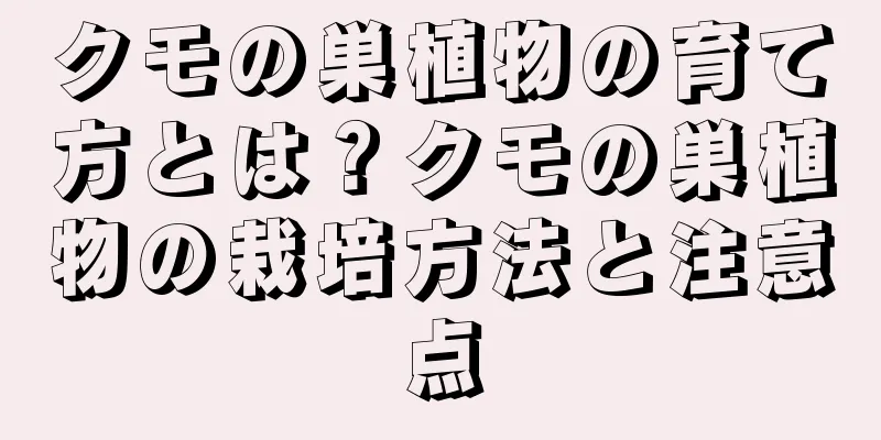 クモの巣植物の育て方とは？クモの巣植物の栽培方法と注意点