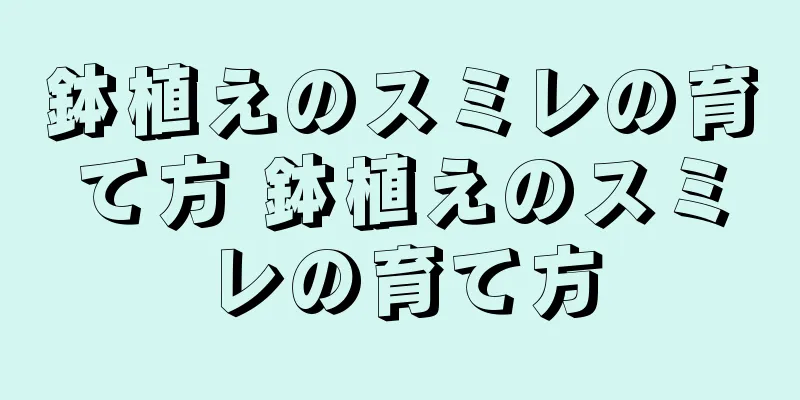 鉢植えのスミレの育て方 鉢植えのスミレの育て方