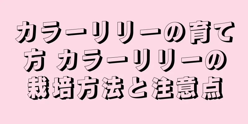 カラーリリーの育て方 カラーリリーの栽培方法と注意点