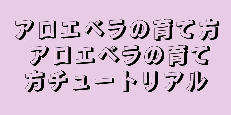 アロエベラの育て方 アロエベラの育て方チュートリアル