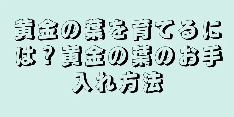 黄金の葉を育てるには？黄金の葉のお手入れ方法