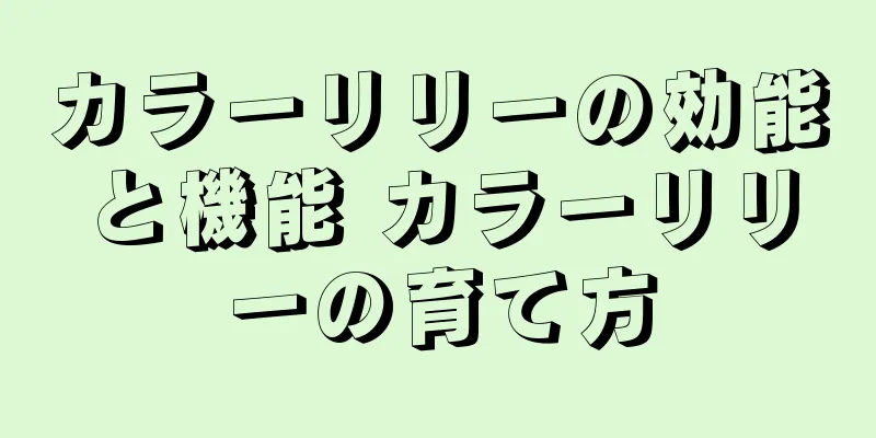 カラーリリーの効能と機能 カラーリリーの育て方