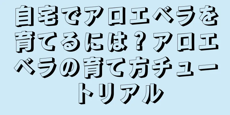 自宅でアロエベラを育てるには？アロエベラの育て方チュートリアル