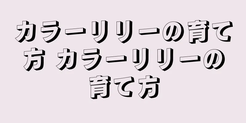カラーリリーの育て方 カラーリリーの育て方