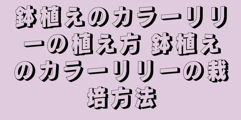 鉢植えのカラーリリーの植え方 鉢植えのカラーリリーの栽培方法
