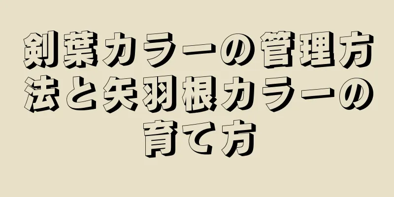 剣葉カラーの管理方法と矢羽根カラーの育て方
