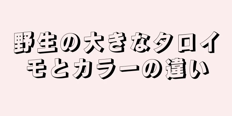 野生の大きなタロイモとカラーの違い