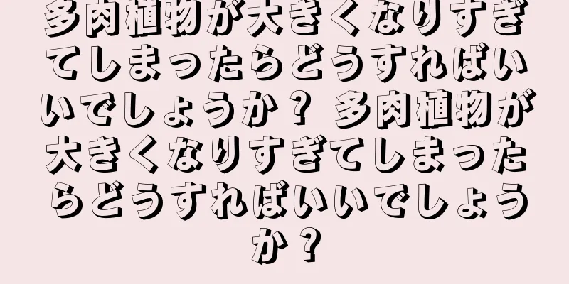 多肉植物が大きくなりすぎてしまったらどうすればいいでしょうか？ 多肉植物が大きくなりすぎてしまったらどうすればいいでしょうか？
