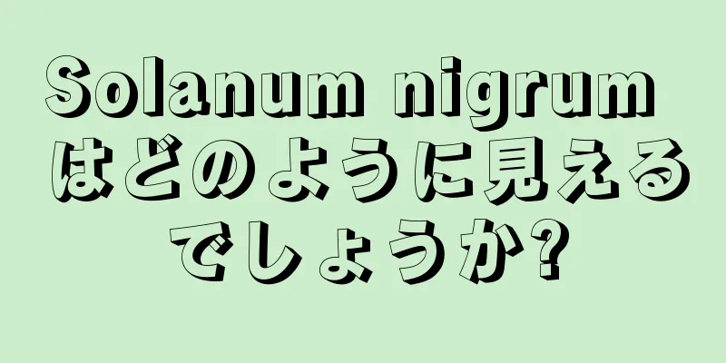 Solanum nigrum はどのように見えるでしょうか?