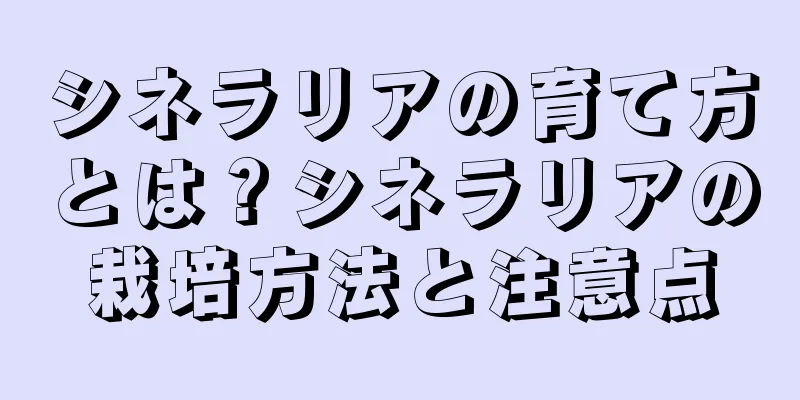 シネラリアの育て方とは？シネラリアの栽培方法と注意点