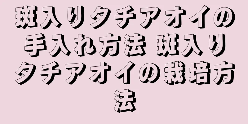 斑入りタチアオイの手入れ方法 斑入りタチアオイの栽培方法