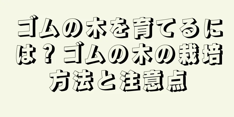 ゴムの木を育てるには？ゴムの木の栽培方法と注意点