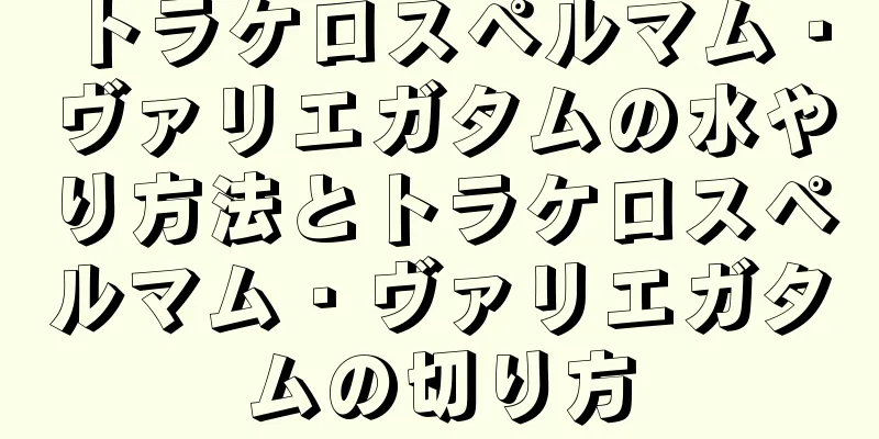 トラケロスペルマム・ヴァリエガタムの水やり方法とトラケロスペルマム・ヴァリエガタムの切り方