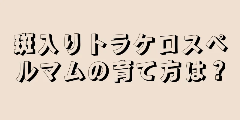 斑入りトラケロスペルマムの育て方は？