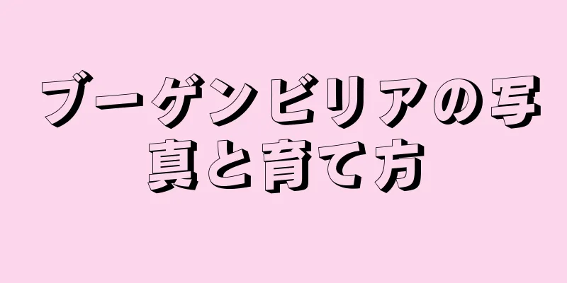 ブーゲンビリアの写真と育て方