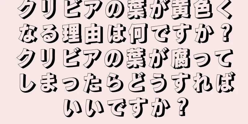 クリビアの葉が黄色くなる理由は何ですか？クリビアの葉が腐ってしまったらどうすればいいですか？