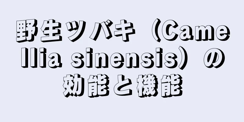 野生ツバキ（Camellia sinensis）の効能と機能