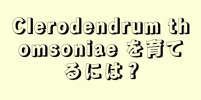 Clerodendrum thomsoniae を育てるには？