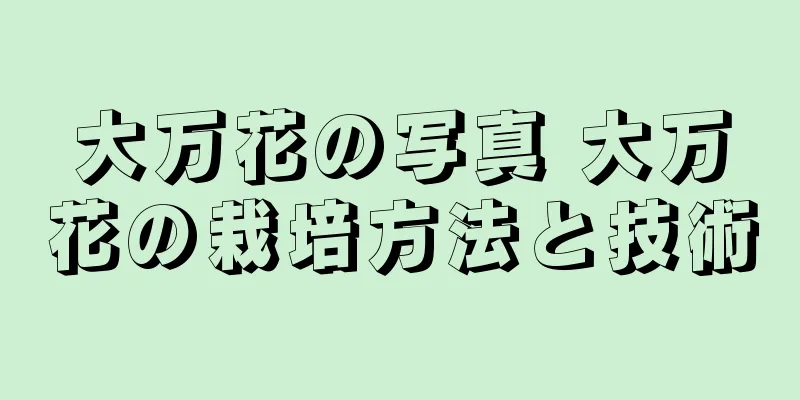 大万花の写真 大万花の栽培方法と技術